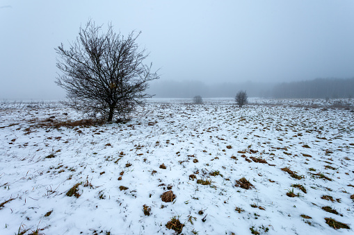 View of a tree in a snow-covered meadow on a gray foggy day, January day, eastern Poland