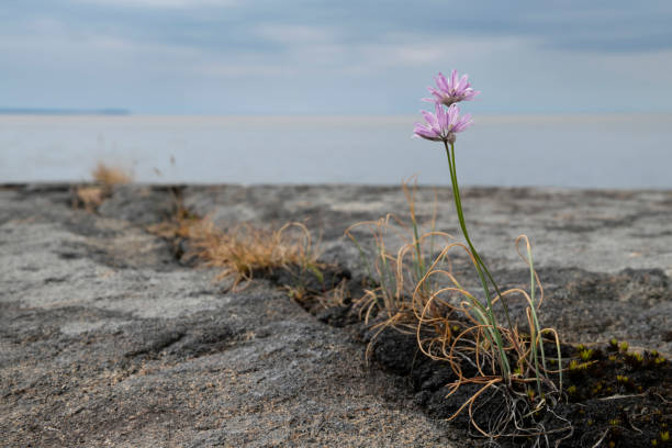 Blooming chives in its natural environment, the White Sea coast, Arkhangelsk region, Russia