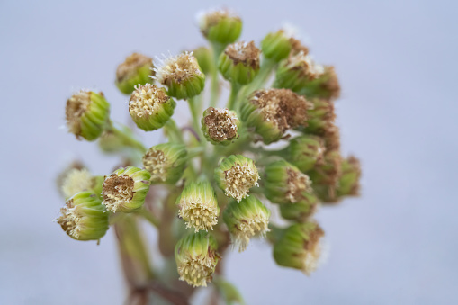 The inflorescence of a wooly butterbur in its natural environment, Curonian Spit, Kaliningrad region, Russia