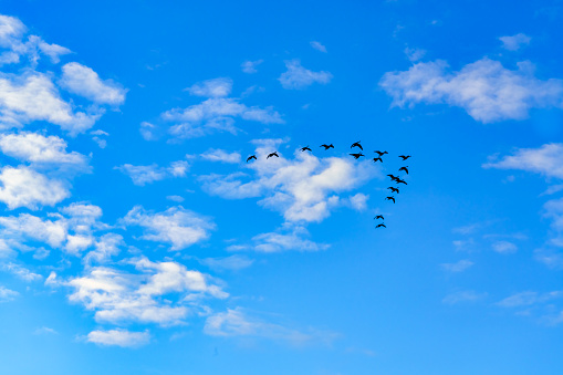 Beautiful summer scenery. Group of soaring ravens on a background of blue sunny sky and white fluffy clouds. Climate, weather, ecology