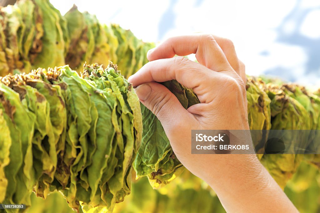 Colgar tabaco hojas - Foto de stock de Cultivo de tabaco libre de derechos