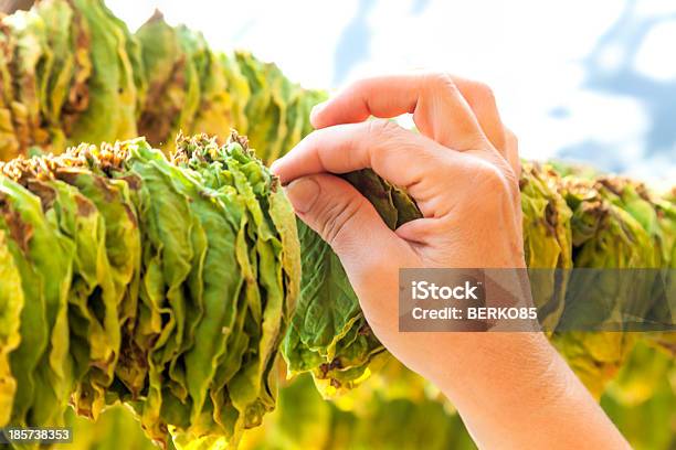 Colgar Tabaco Hojas Foto de stock y más banco de imágenes de Cultivo de tabaco - Cultivo de tabaco, Campo - Tierra cultivada, Granja