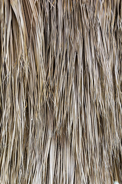 istock Dry palm leaves 185738635