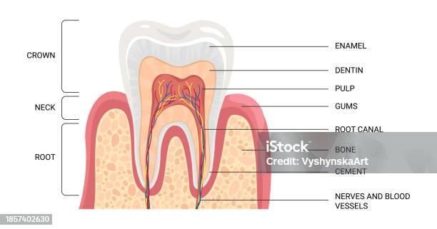 Tooth Nerve System Human Tooth Structure Stock Illustration - Download Image Now - Cross ...