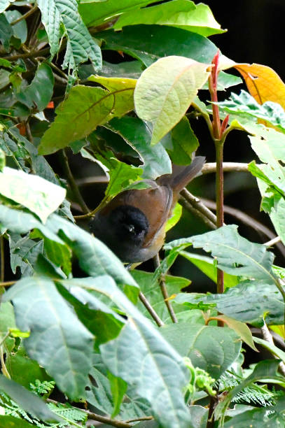 istock Rwenzori Hill Babbler 1857416262