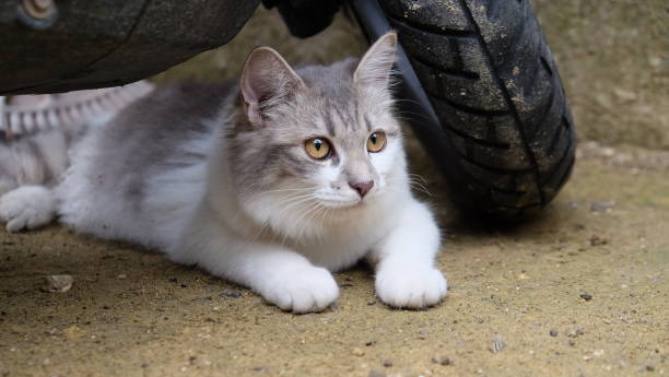 istock A cute cat is hiding under a motorbike 1857431022