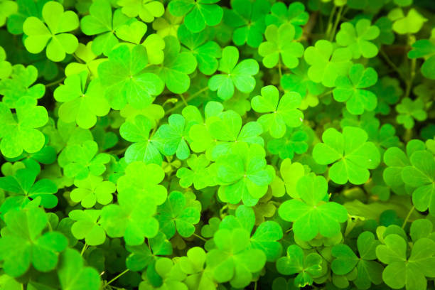 istock Background with three-leaf clover growing on the lawn. 1857434149