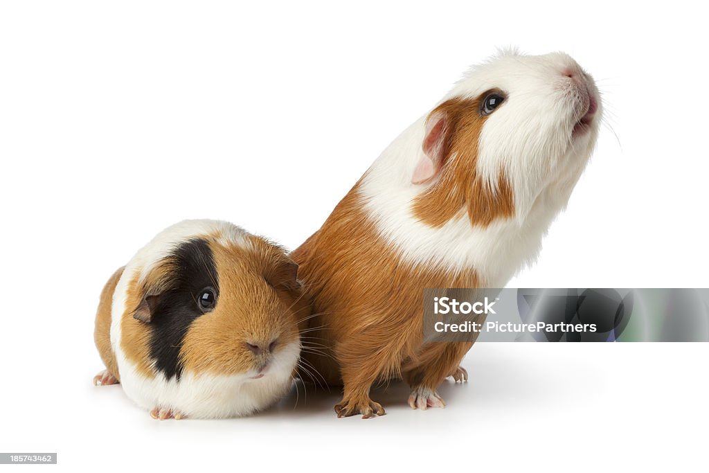 Two cute guinea pigs Two cute guinea pigs on white background Animal Stock Photo