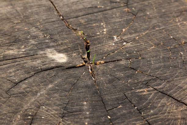 istock A new tree sprout grows on a dry stump. 1857435208
