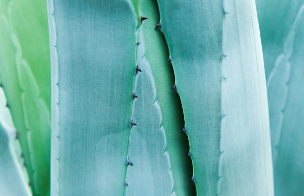 istock Aloe plant stems, close-up. Blue Agave. 1857435212