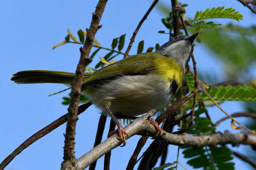 The yellow-breasted apalis (Apalis flavida) is a species of bird in the family Cisticolidae.
