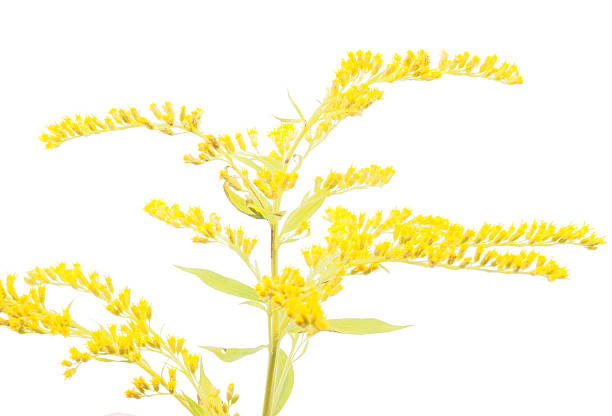 istock goldenrod flower on a white background 185744482