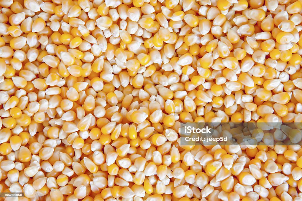 Amarela milho fresco - Foto de stock de Agricultura royalty-free