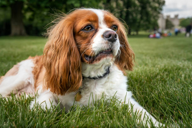 istock King Charles Cavalier Dog laying in the grass looking away 1857452177