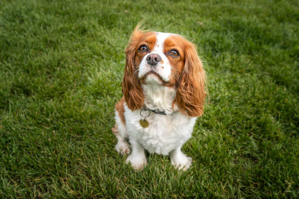 istock King Charles Cavalier Dog looking up at the camera ina a grass field 1857452708
