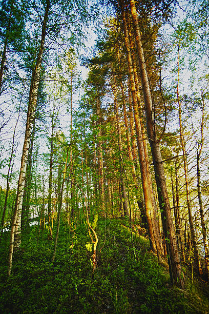 松の林 - vertcal ストックフォトと画像
