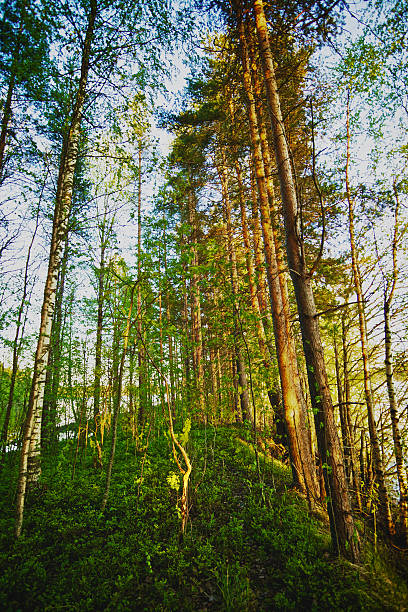 floresta de pinho - vertcal imagens e fotografias de stock