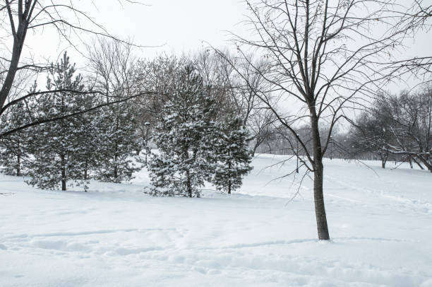 istock Landscape with pine trees in winter park 1857468848