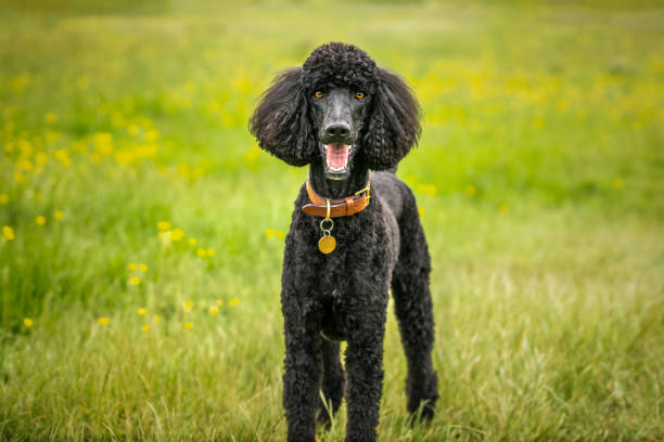 istock Black Standard Poodle looking directly at the camera in a field 1857470604