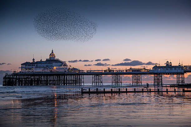 Starlings Eastbourne Pier3 Starlings Eastbourne Pier at dusk, dramatic sky eastbourne pier photos stock pictures, royalty-free photos & images