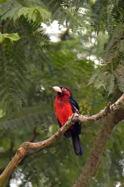 istock Double-toothed Barbet 1857478173
