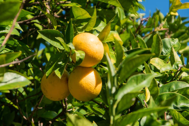 istock Ripe oranges on a tree in the garden. Close-up 1857491742