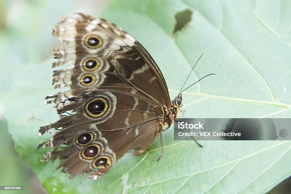 Braun Schmetterling mit Kuckucks-Flügel - Lizenzfrei Alt Stock-Foto