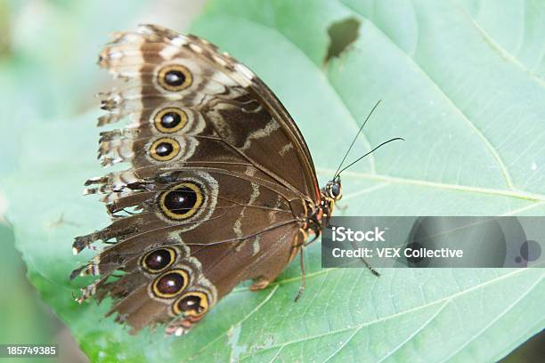 Braun Schmetterling Mit Kuckucksflügel Stockfoto und mehr Bilder von Alt - Alt, Ansicht aus erhöhter Perspektive, Blatt - Pflanzenbestandteile