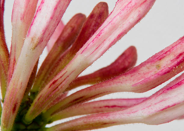 caprifoglio o lonicera in macro - honeysuckle pink foto e immagini stock