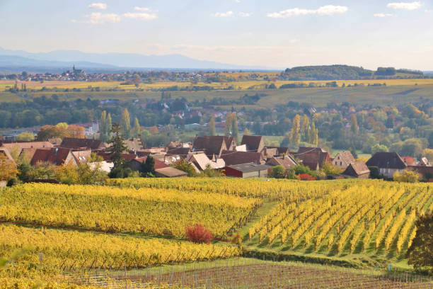 istock The Alsace Wine Route in Autumn 1857497451