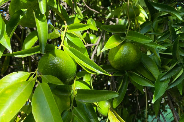 istock Limes on the tree with green leaves. Close-up. 1857497979