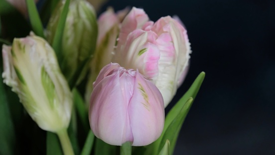 Pink tulips. Spring storytelling. International Women’s day March 8. Close up