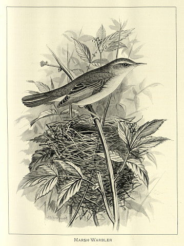 Vintage illustration of Birds, Marsh warbler, Acrocephalus palustris, nest, an Old World warbler, Wildlife art