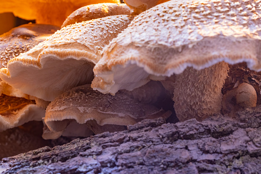 The shiitake (shitake) Mushroom (Lentinula edodes)