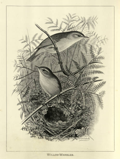 istock Willow warbler, nest, eggs, Phylloscopus trochilus, a leaf warbler, passerine bird, Wildlife art 1857516722