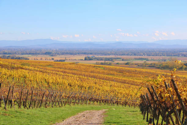istock The Alsace Wine Route in Autumn 1857528209