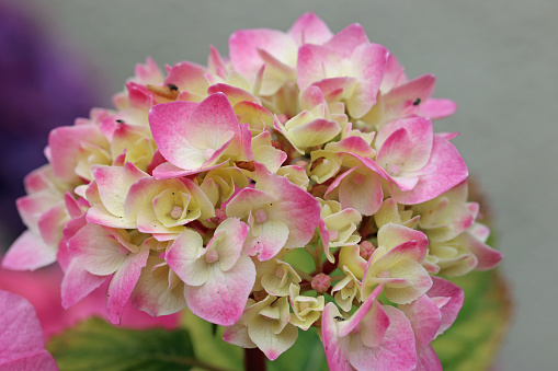 Pink and yellow mophead Hydrangea, of unknown species and variety, flowers in close up with a blurred background.