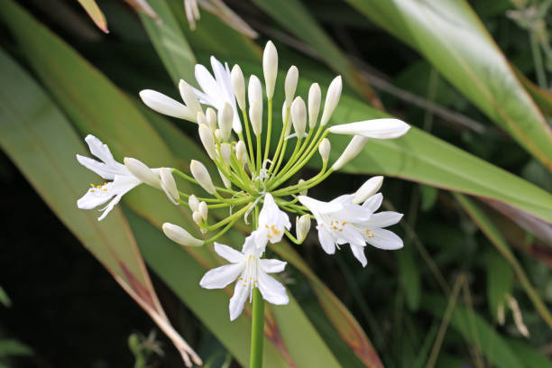 istock White African lily flowers 1857529288