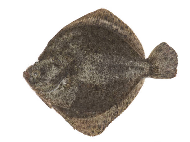 istock Turbot fish isolated on white background 1857534173