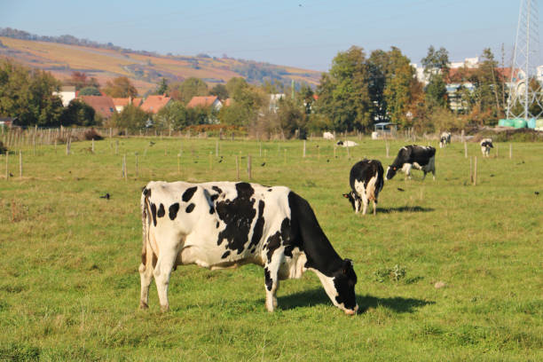 istock Cows in an Alsace Farm 1857534197