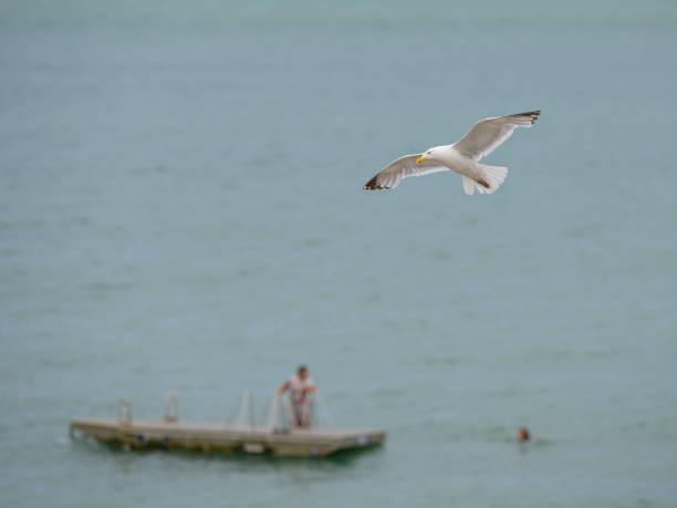 istock A European Herring Gull flying over the beach 1857537378