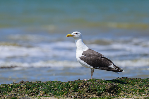 A Great black backed gull standing on the beach, sunny day in summer, northern France