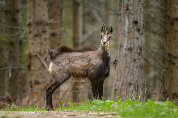 istock A chamois standing in a forest in the Austrian Alps 1857543210