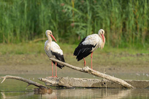 Two White Storks standing on a piece of wood, sunny day in autumn in Lower Austria