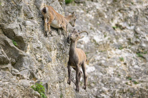 istock Two young alpine ibexes fighting on a rock face 1857545342