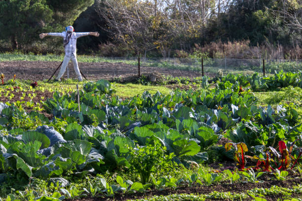 istock View of a vegetable patch where organically grown vegetables grow 1857554309
