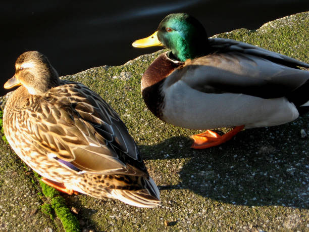A pair of Mallard ducks
