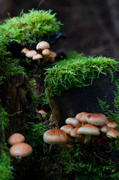 istock mushrooms on a stump in the forest 1857586579