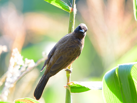 The common bulbul (Pycnonotus barbatus) is a member of the bulbul family of passerine birds. It is found in north-eastern, northern, western and central Africa.