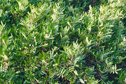 Lentisk (Pistacia lentiscus) bush. Sardinia. Italy.